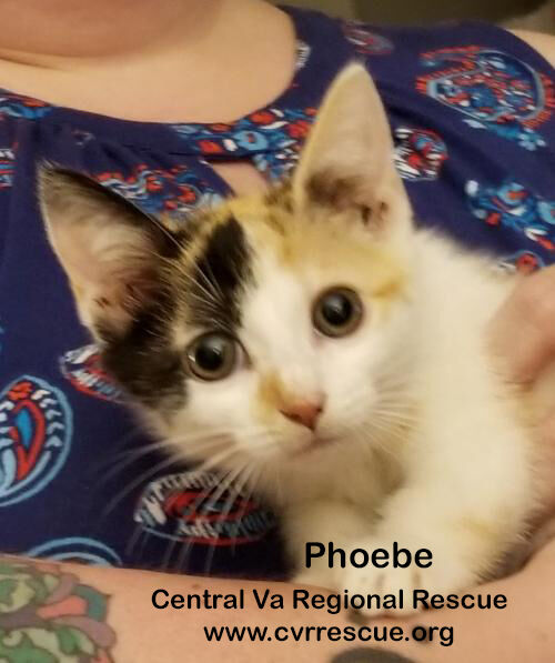 Phoebe